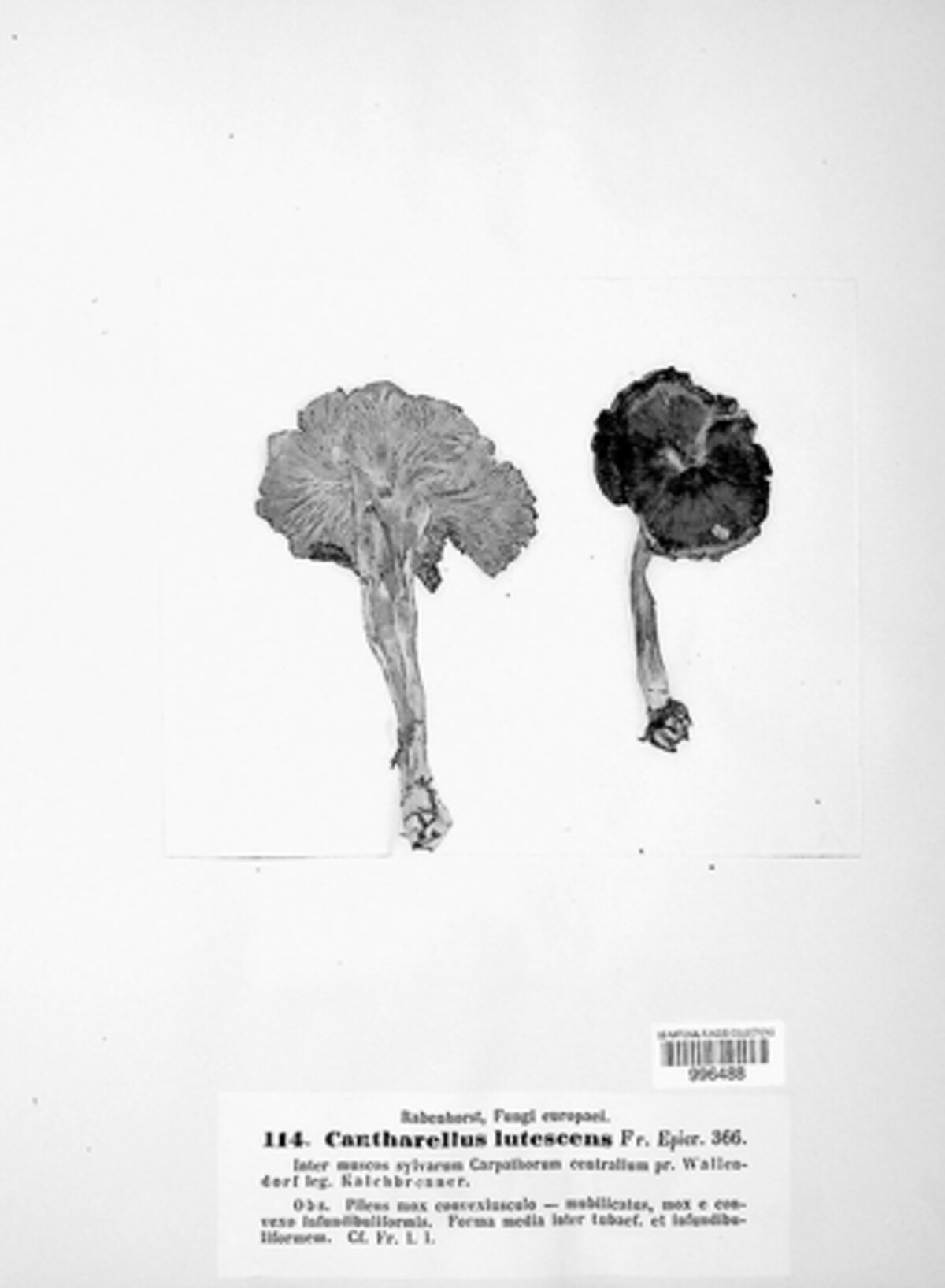 Craterellus image